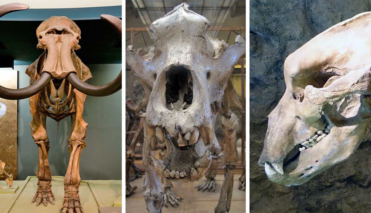 giant animals lost late pleistocene extinctions