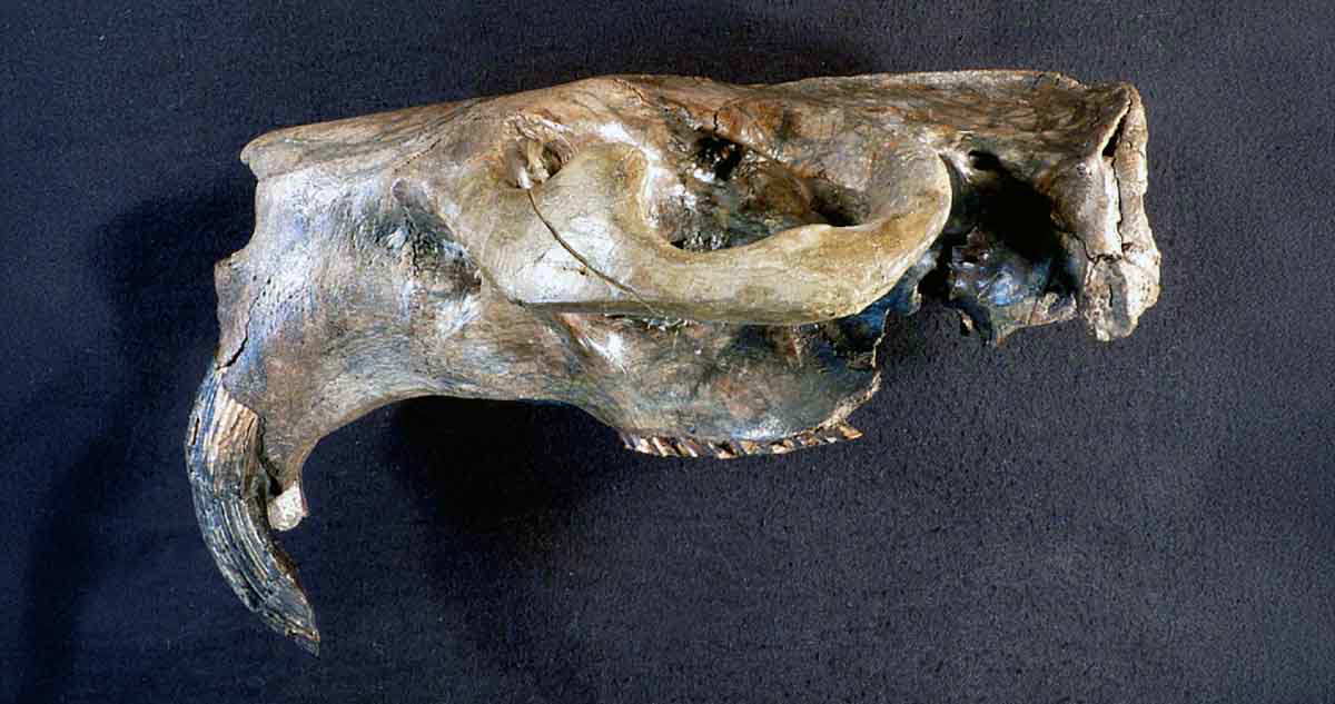 giant beaver skull museum natural history