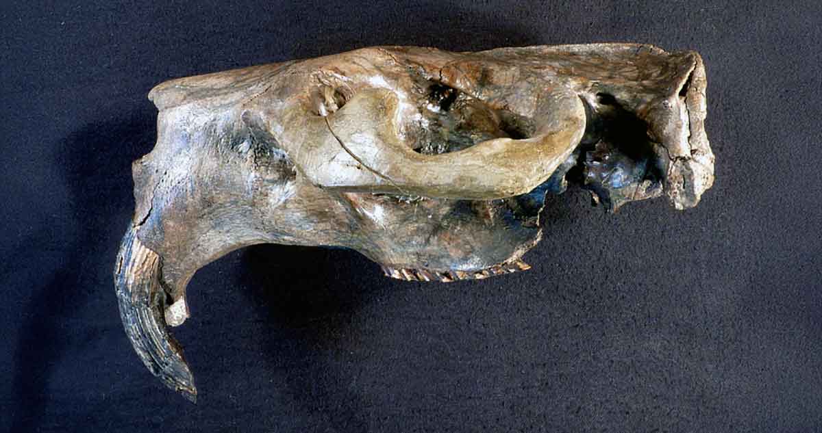 giant beaver skull museum natural history