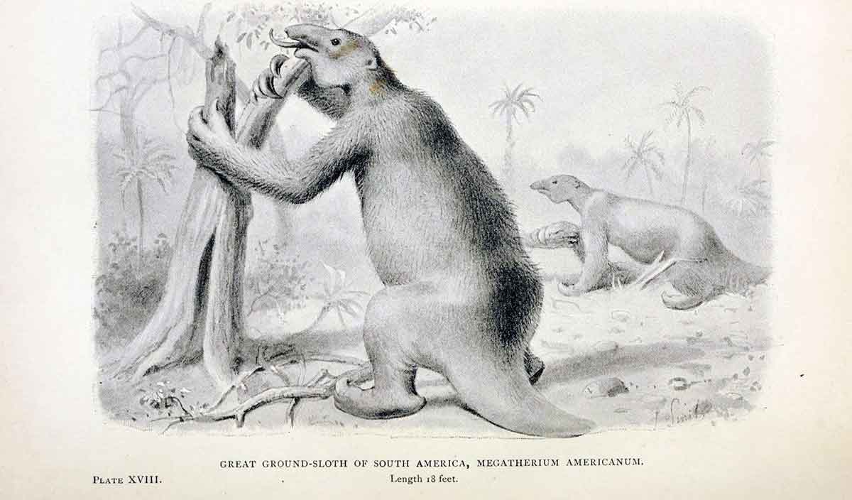 giant ground sloth illustration