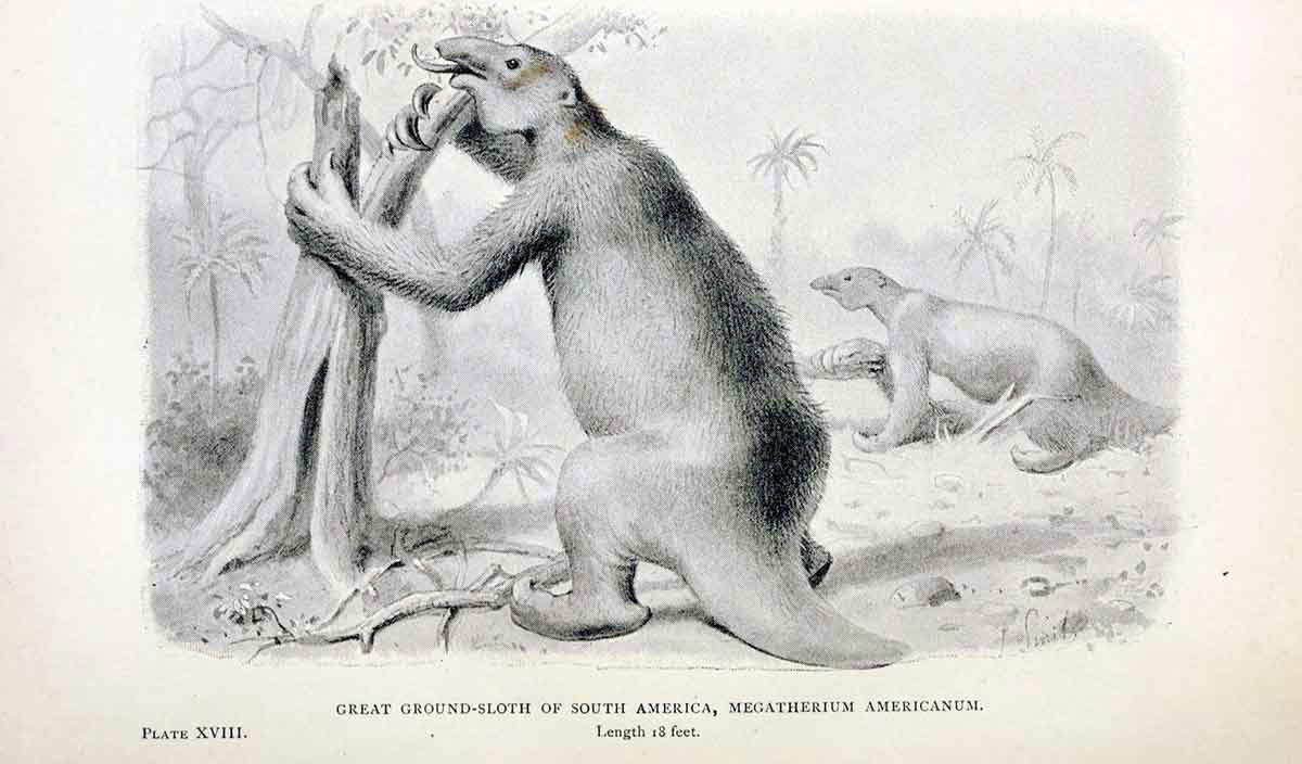 giant ground sloth illustration