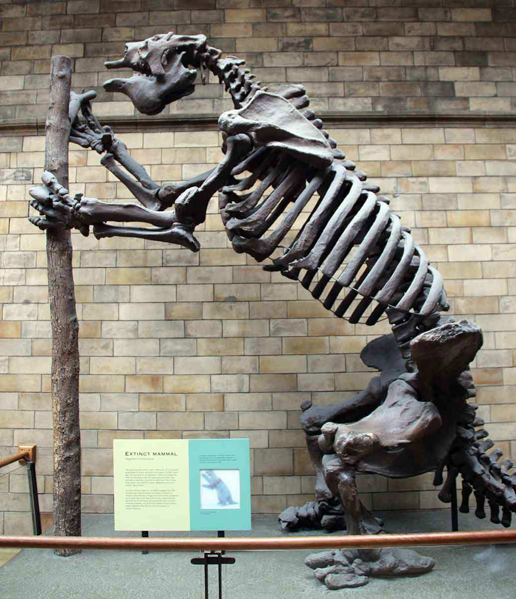 giant ground sloth natural history museum