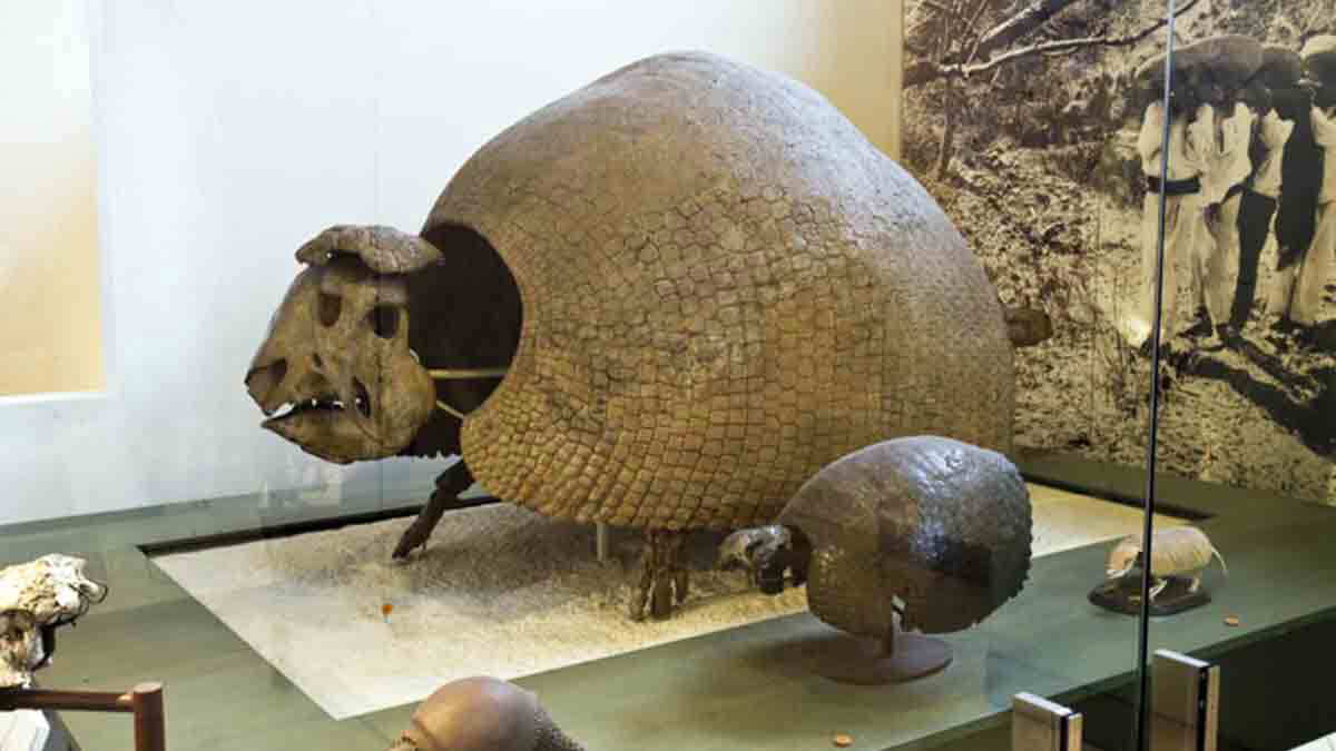 glyptodont museum natural history