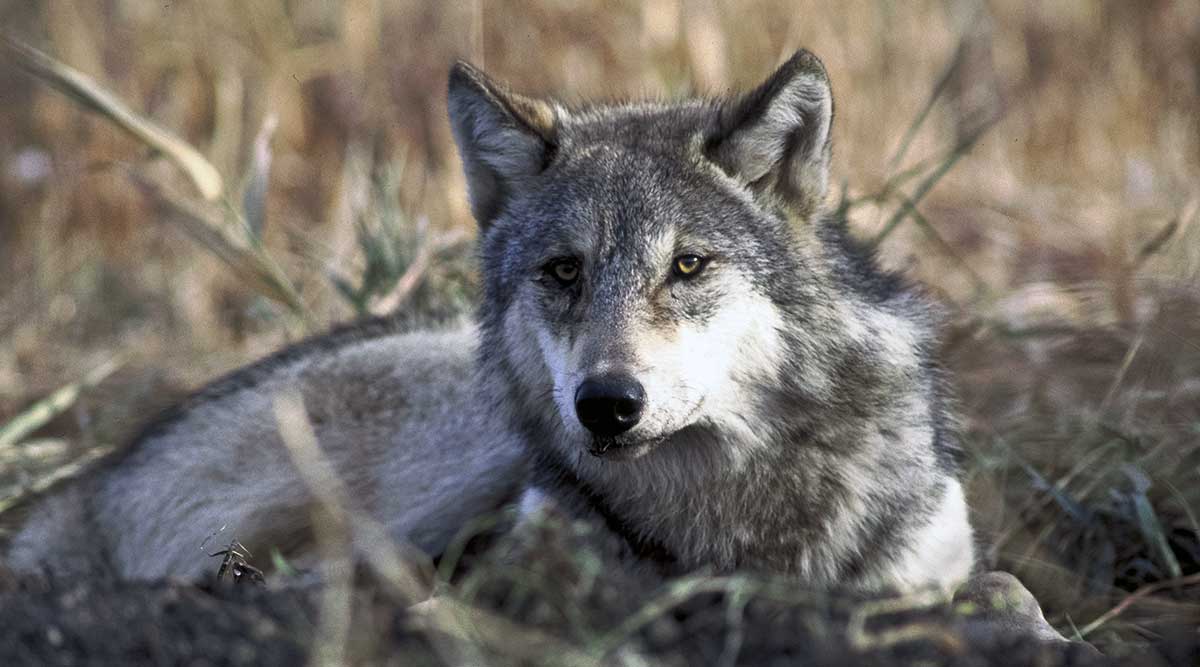 gray wolf laying grass