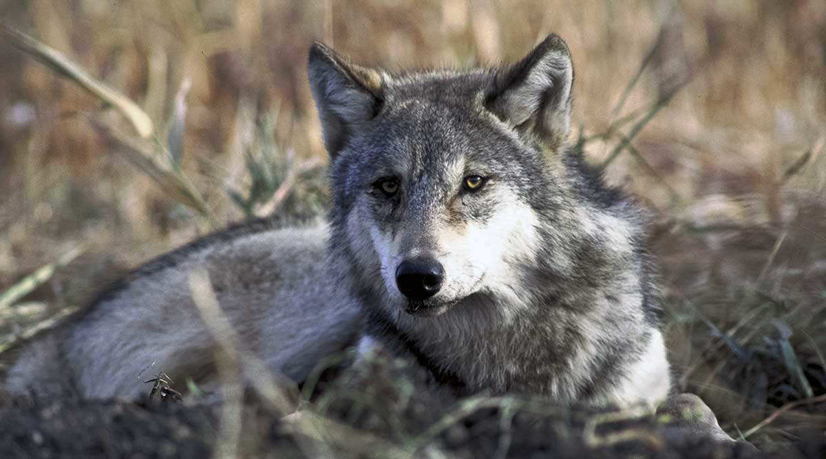gray wolf laying grass