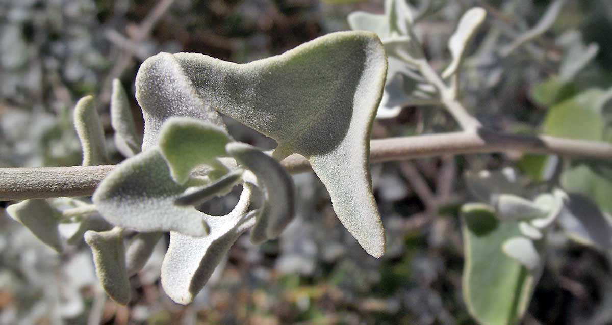griffiths saltbush
