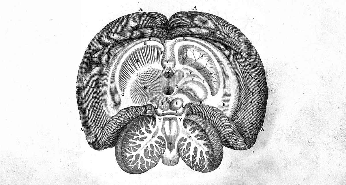 homo sapien brain