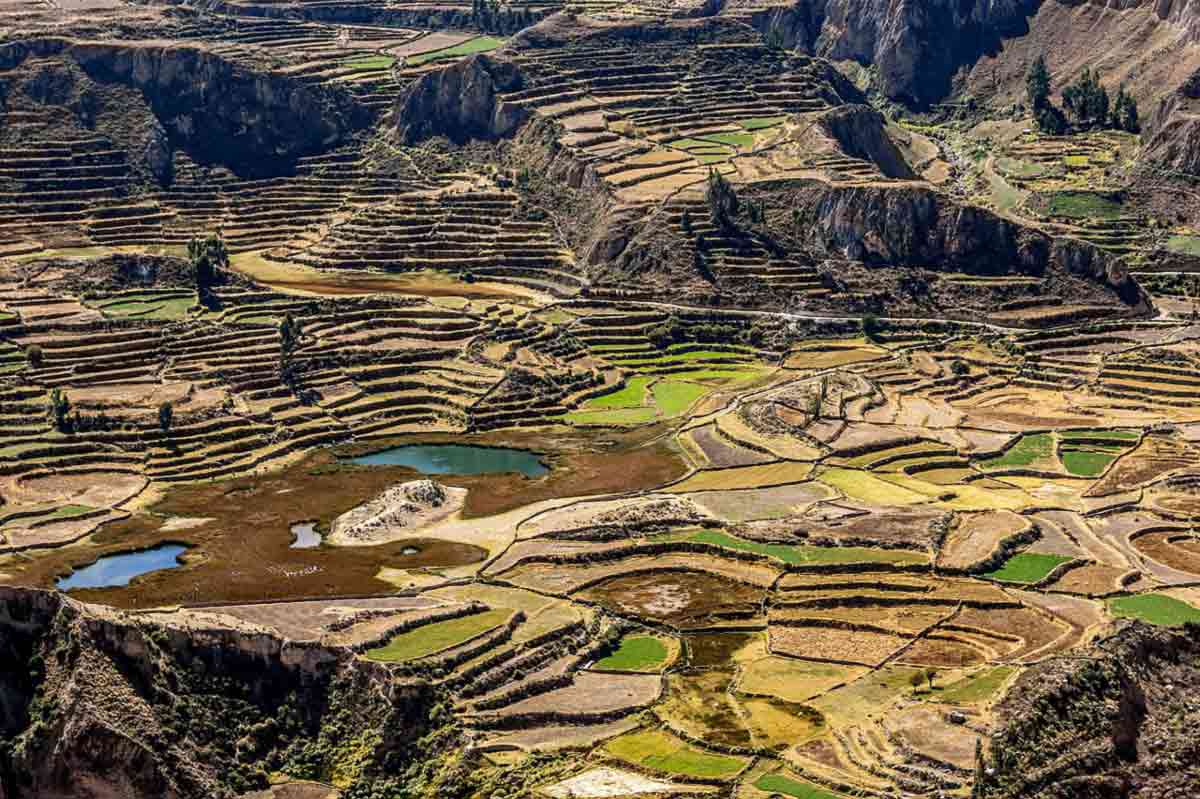 inca terraced farming machu picchu peru