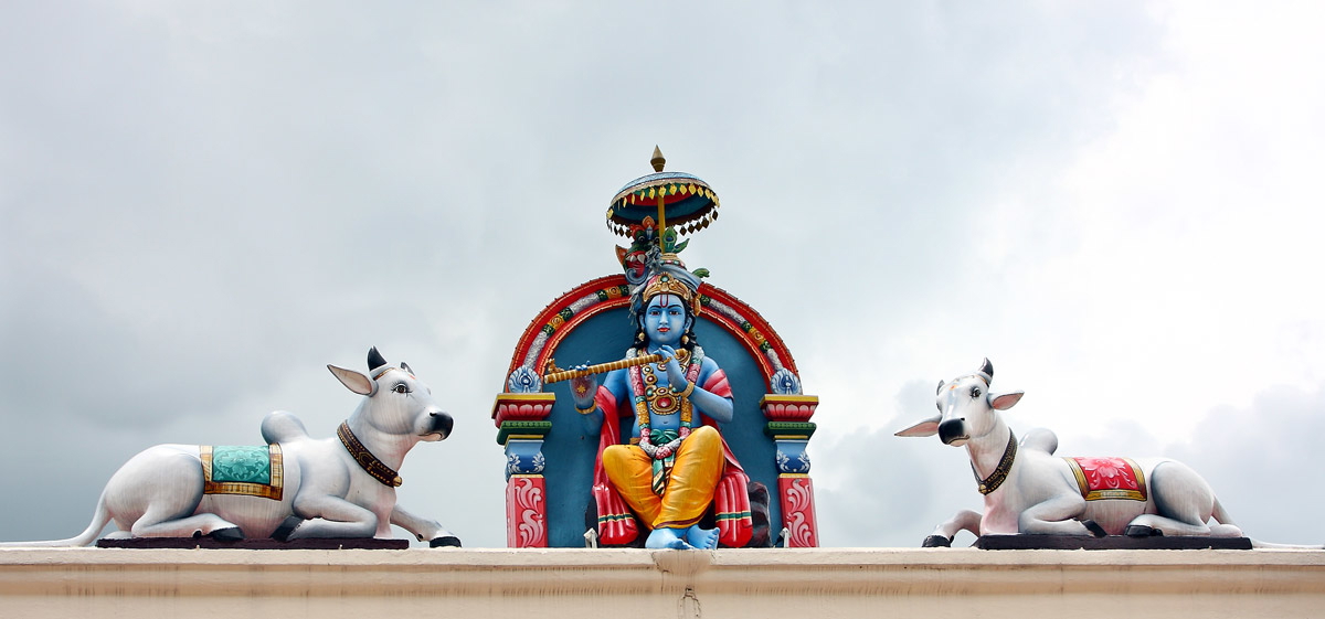 krishna with cows