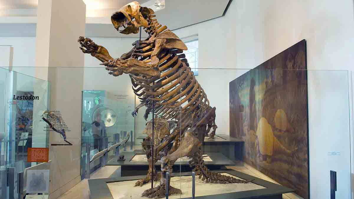 lestodon museum natural history