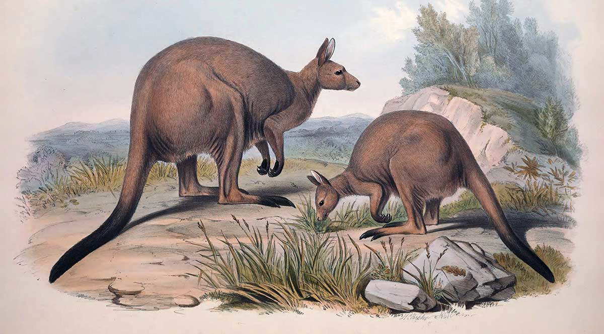 macropodidae illustration