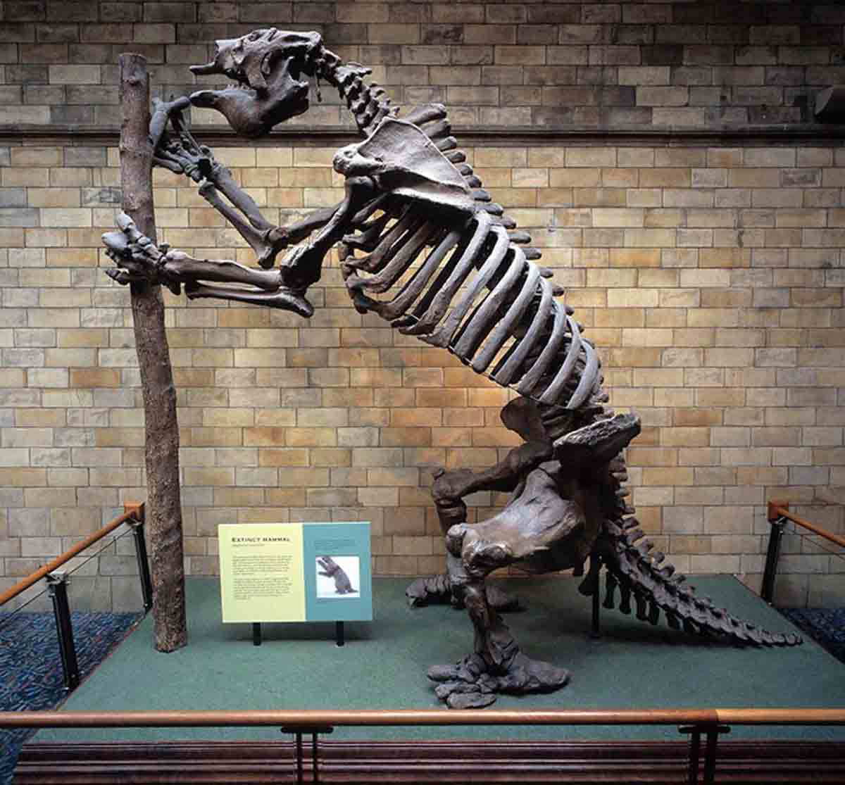 megatherium americanum cast