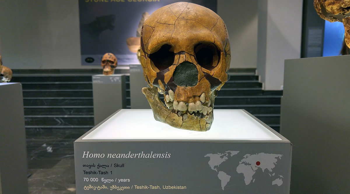 neanderthal skull national georgian museum