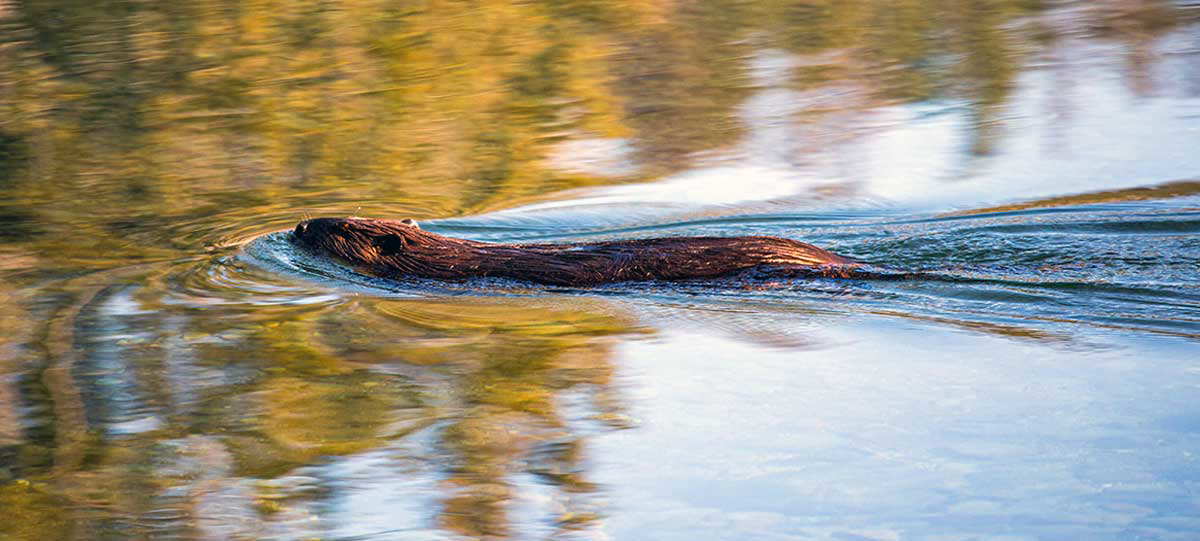 north american beaver water