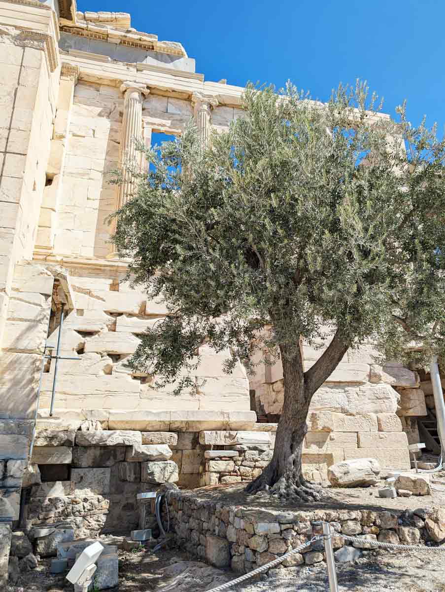 olive tree acropolis erichtheion
