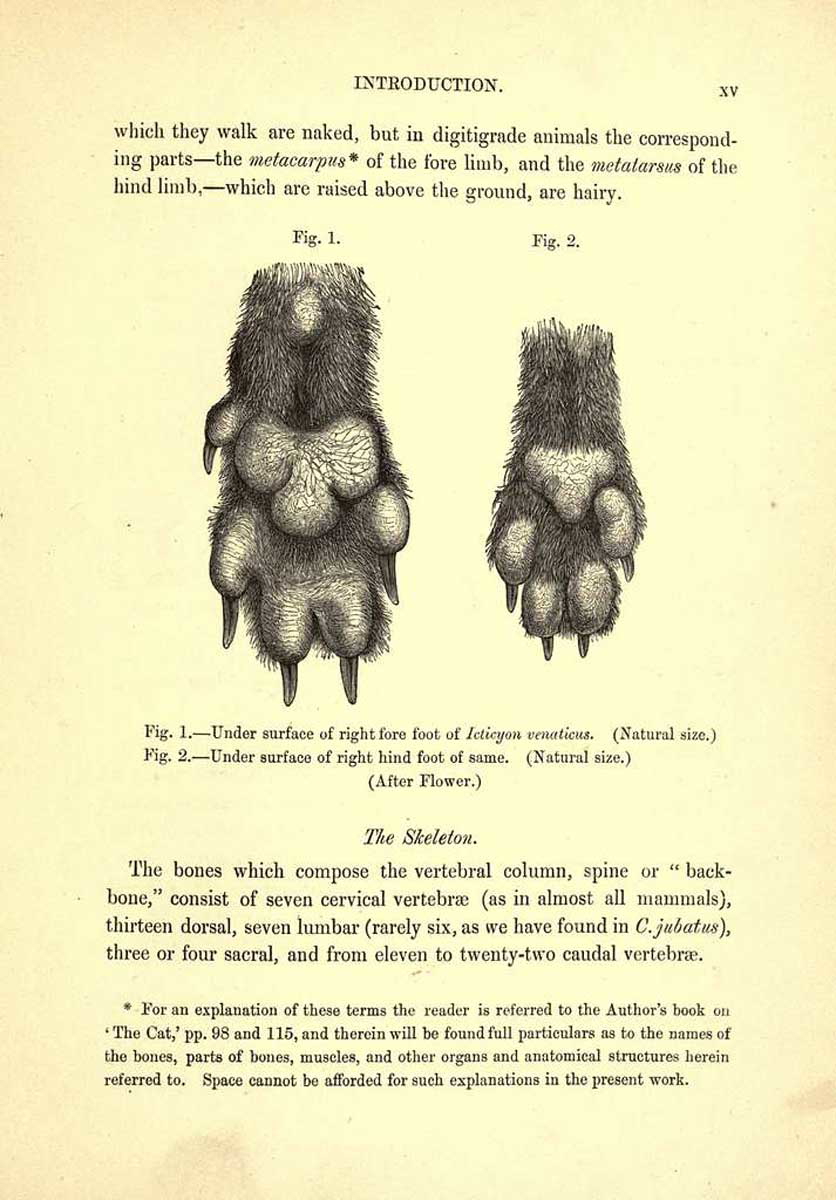 paw diagram