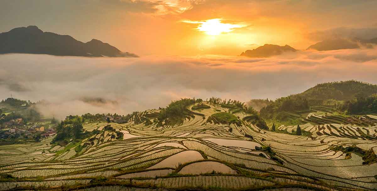 rice terraces 2