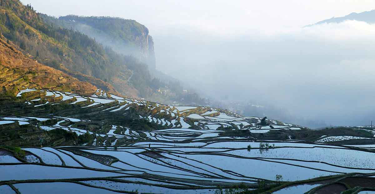 rice terraces yunnan