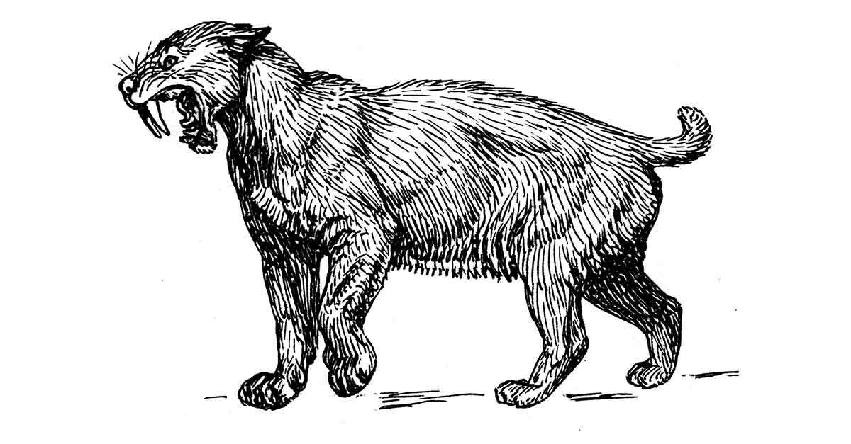 saber tooth tiger illustration