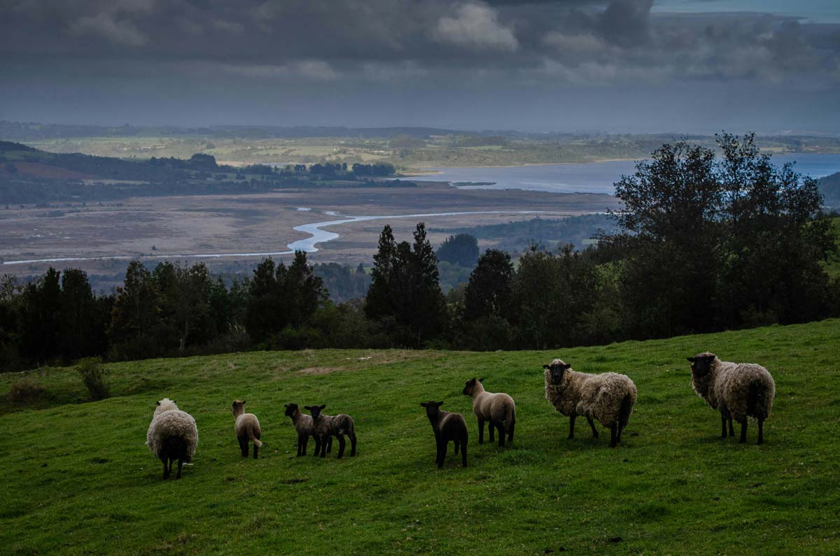 sheep patagonia chile