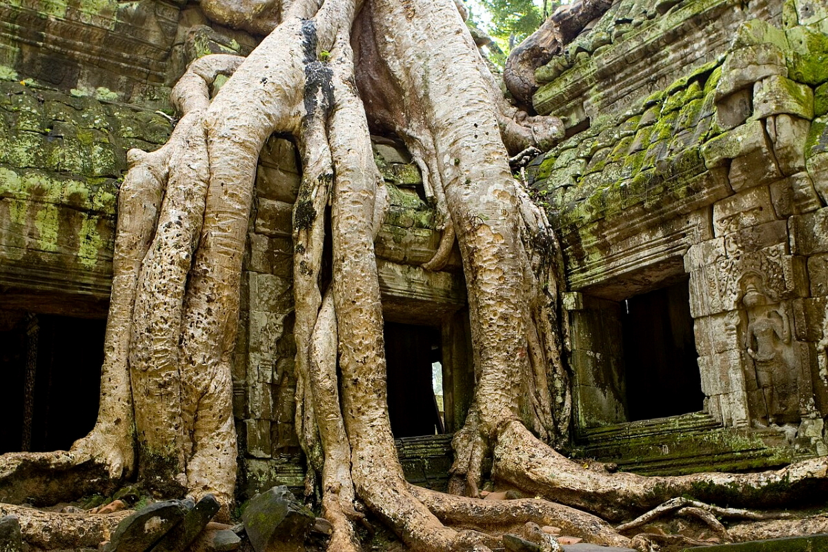 tree growing ruins ta prohm siem reap