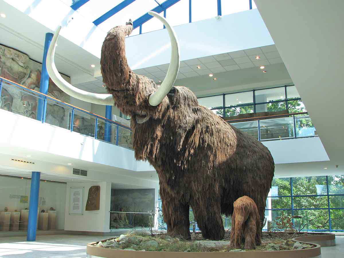 woolly mammoth anthropos