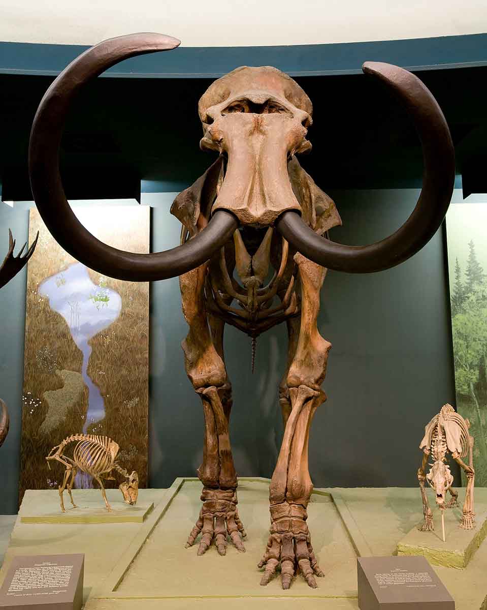 woolly mammoth smithsonian