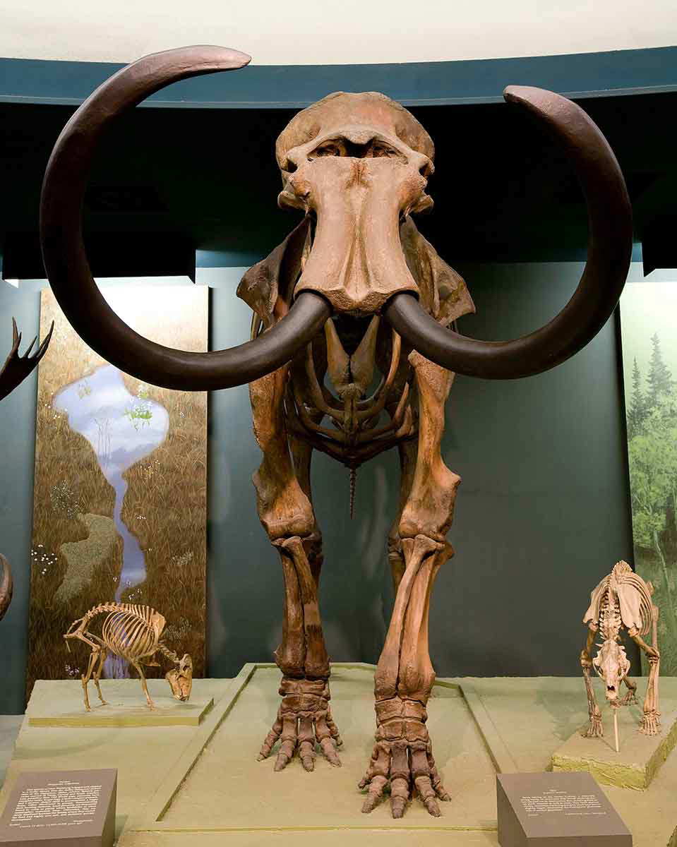 woolly mammoth smithsonian