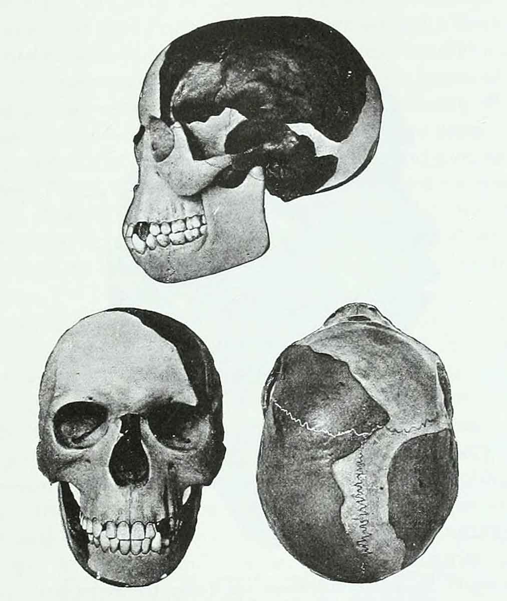 Piltdown Man McGregor reconstruction