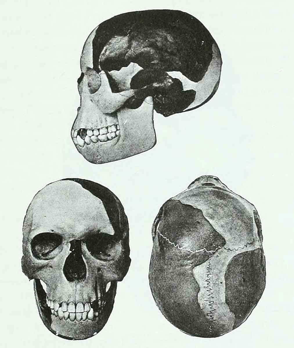Piltdown Man McGregor reconstruction