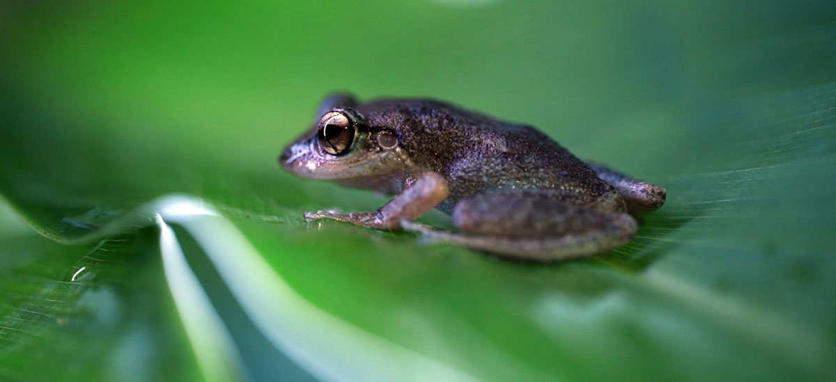 coqui puerto rican frog