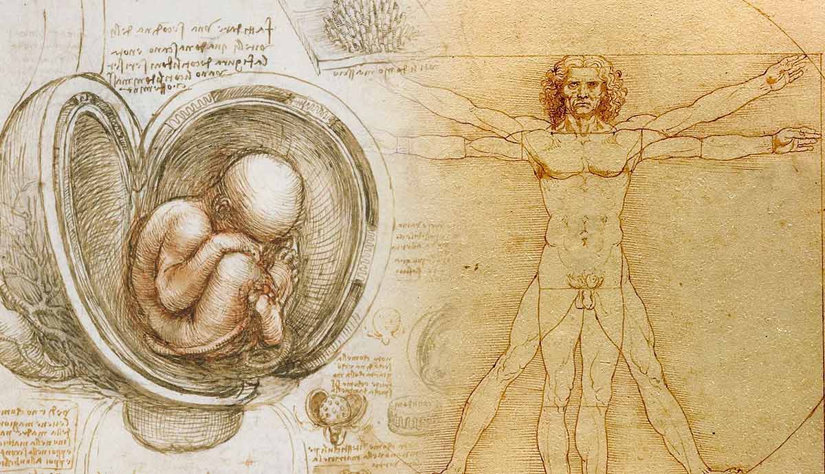 Vitruvian Man and fetal studies by da Vinci