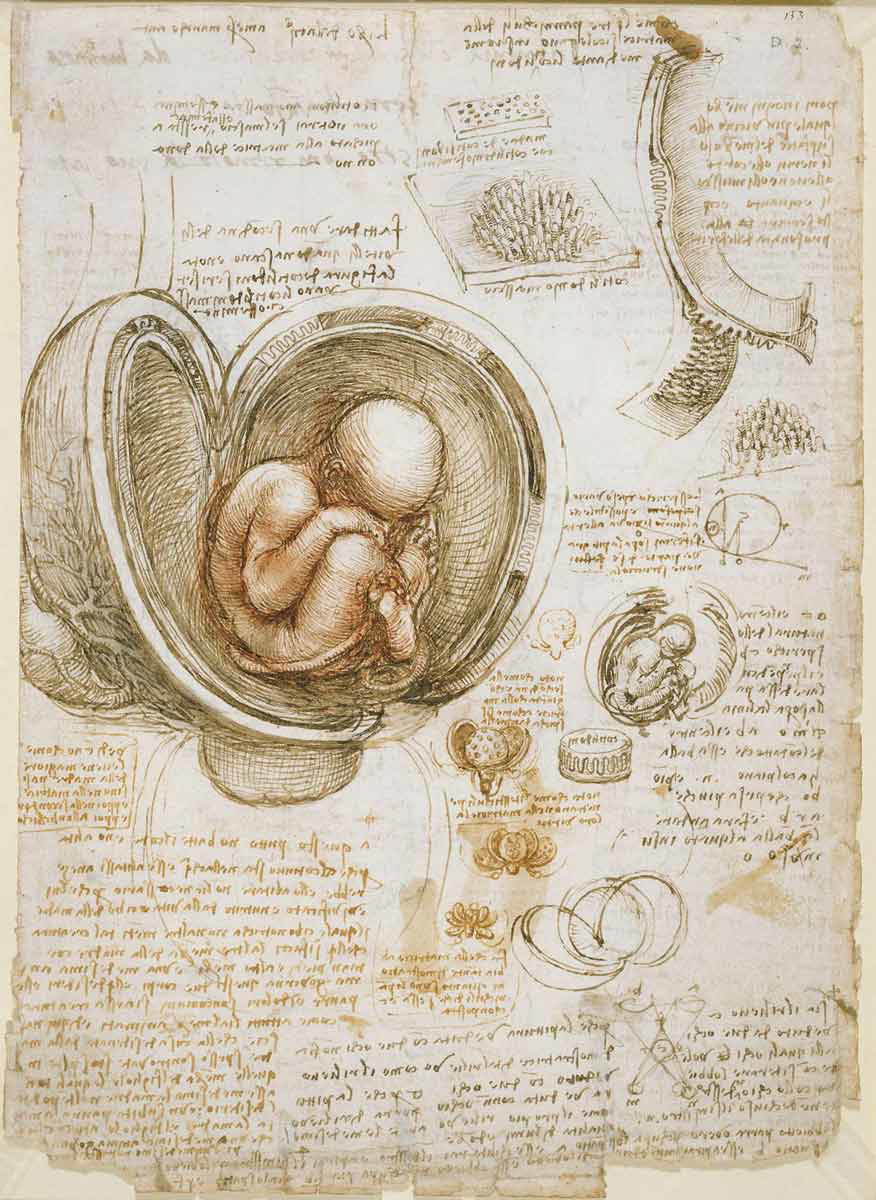 leonardo fetus sketch