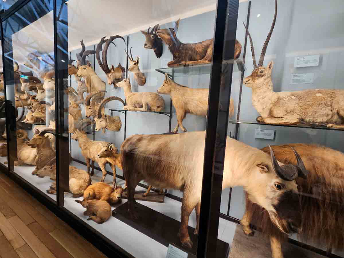 natural history museum at tring collection