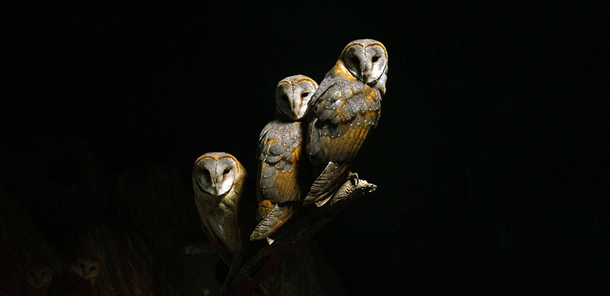 pexels somyadinkar brown owls