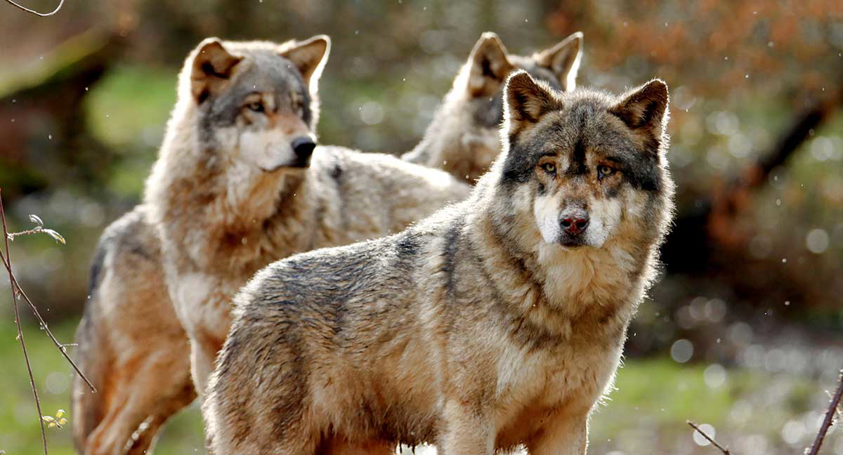 pexels sunny67 wolves photograph