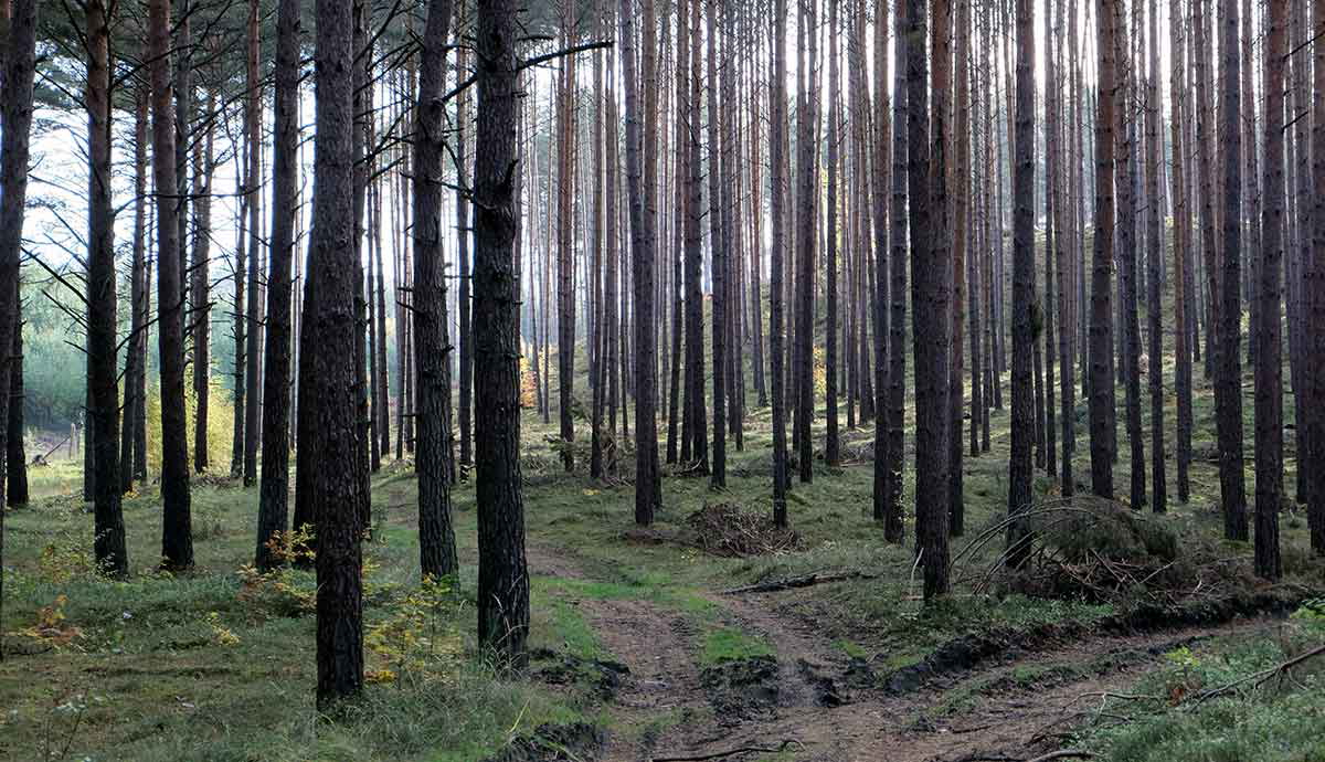 pexels szafran forest photograph