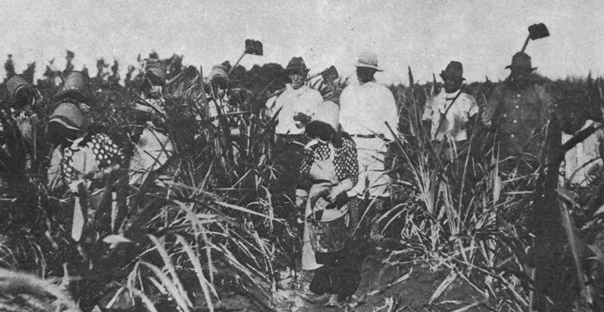 puerto rican laborers hawaii
