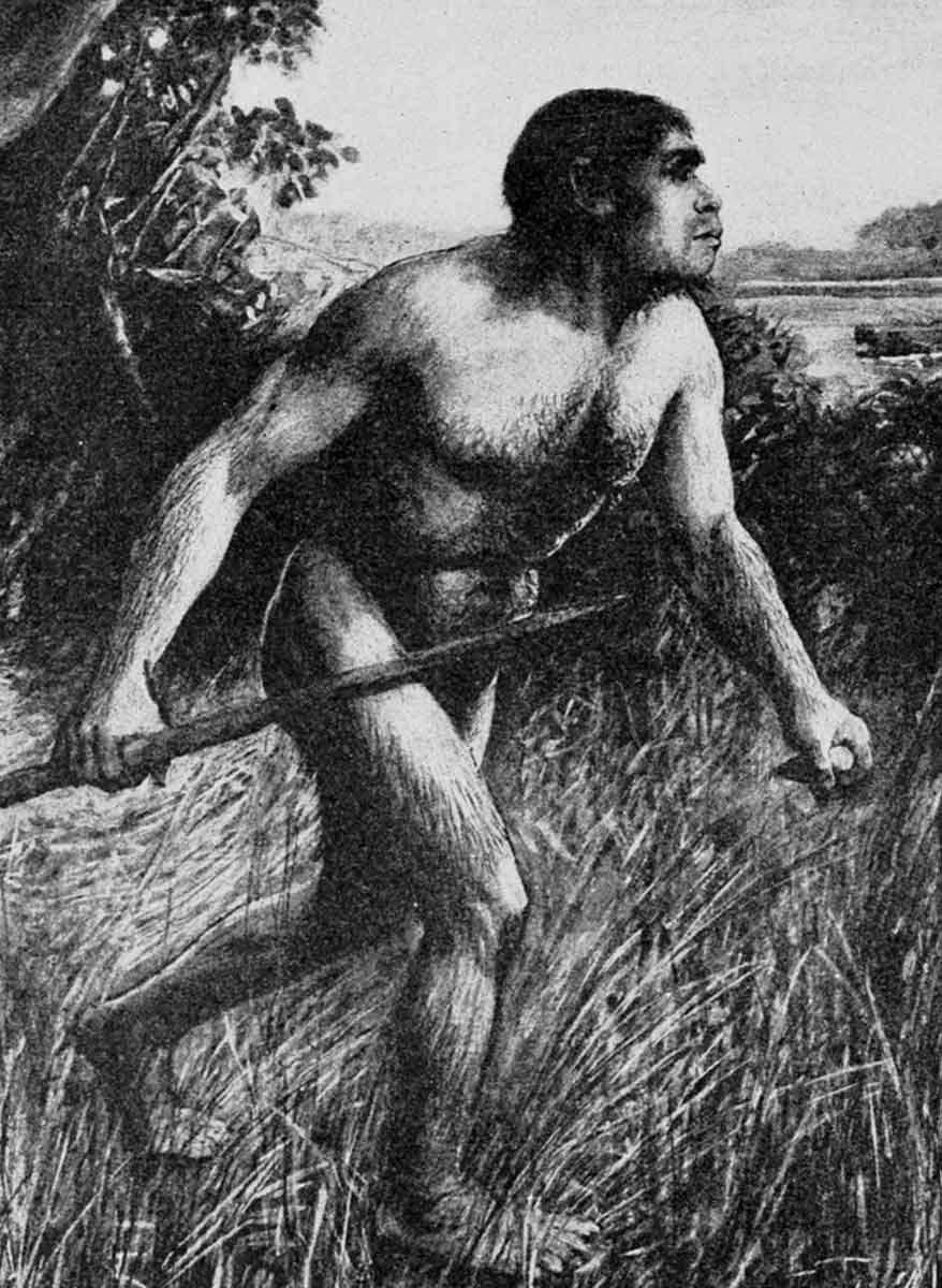 reconstruction Eoanthropus dawsoni