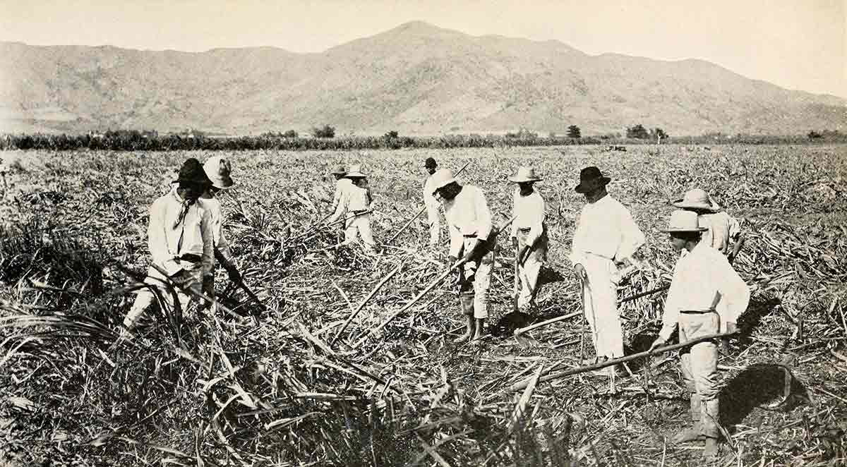 sugarcane workers puerto rico jibaros