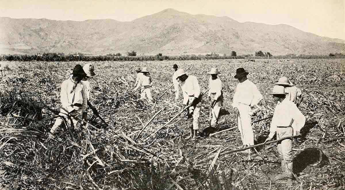 sugarcane workers puerto rico jibaros