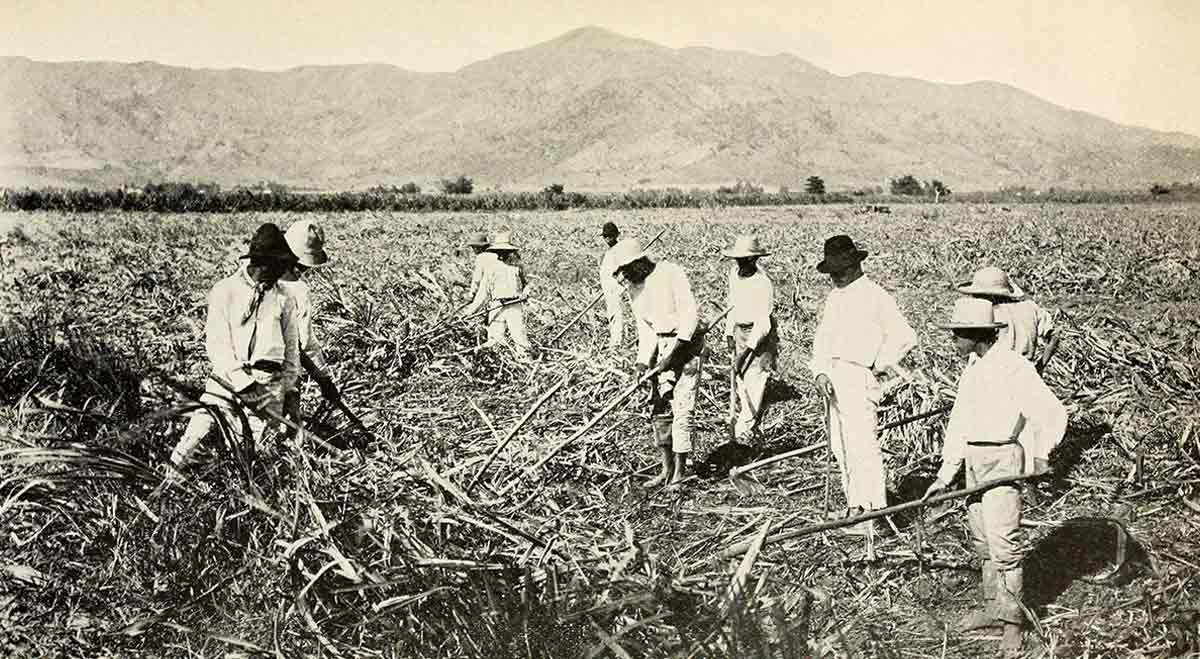 sugarcane workers puerto rico jibaros
