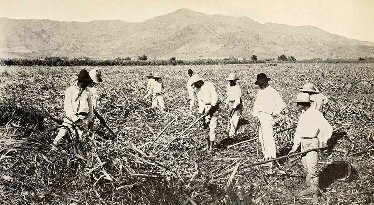 sugarcane workers puerto rico jibaros