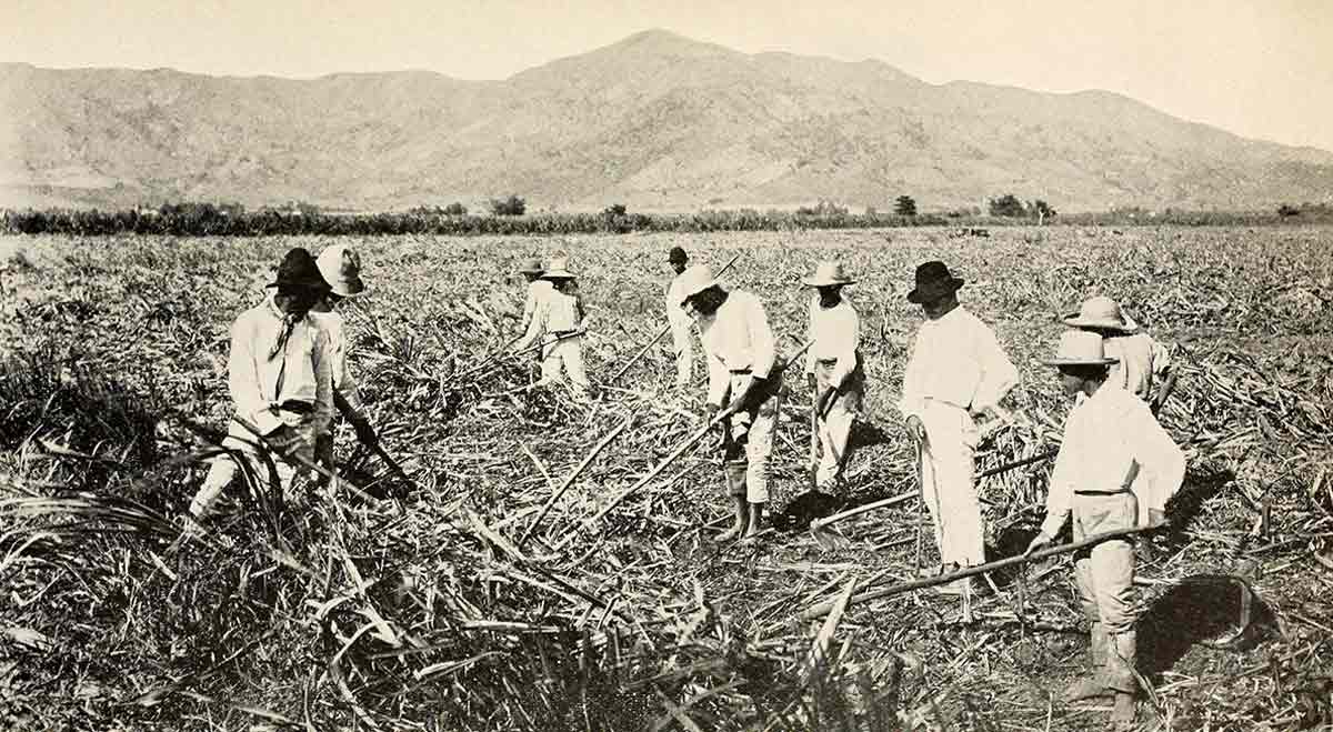 sugarcane workers puerto rico jibaros