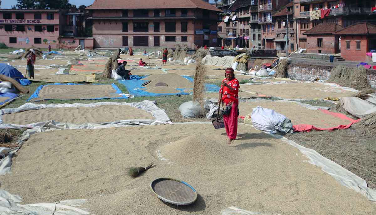 women drying grains