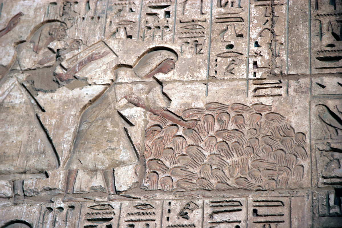 Relief from Medinet Habu showing the hands of defeated enemies. Source: Wikimedia Commons