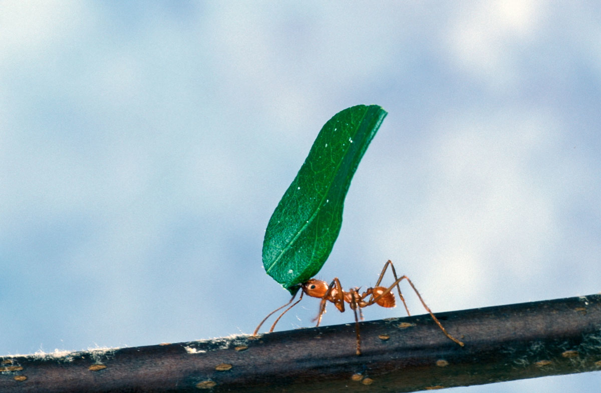 ant carries leaf