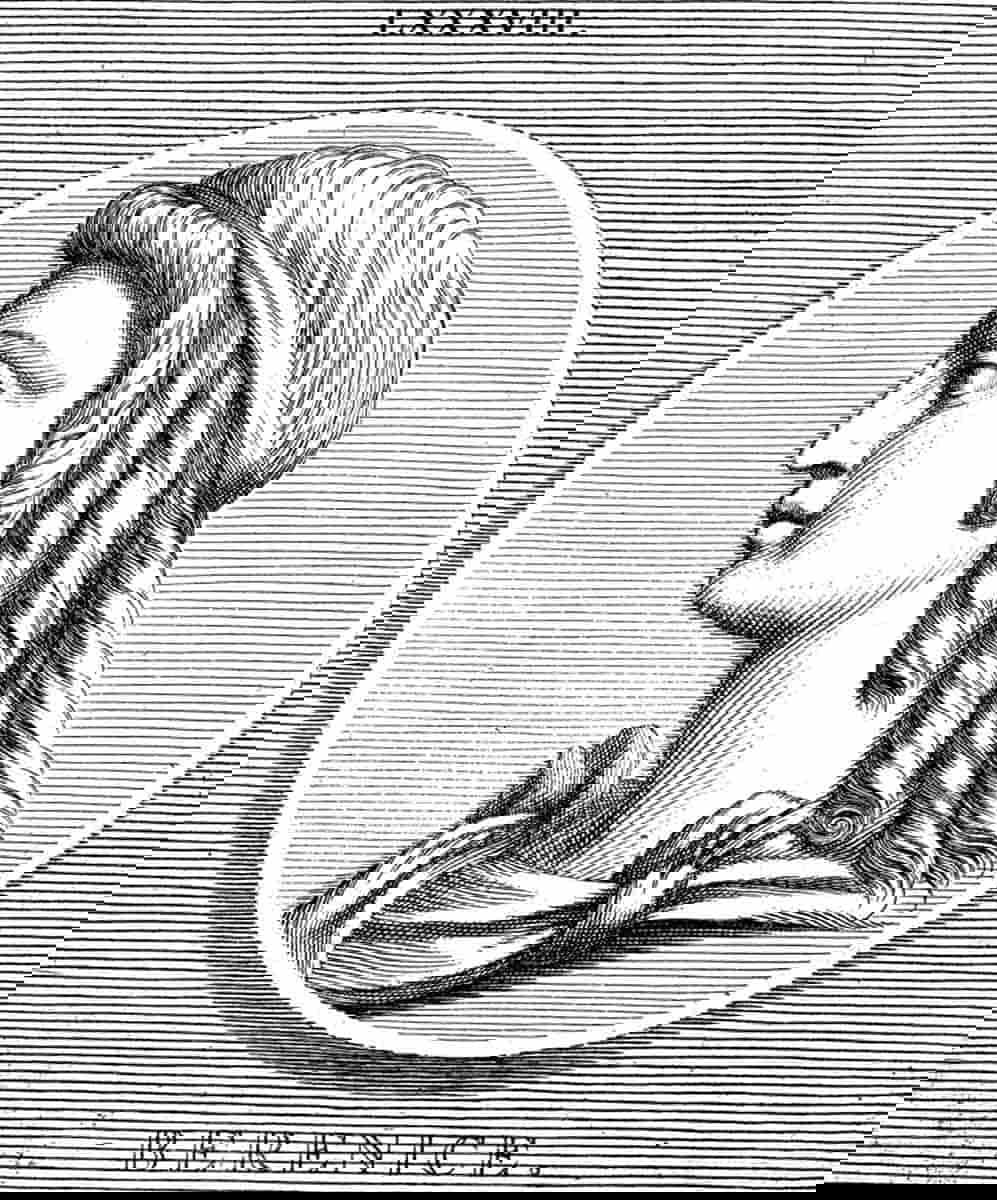 berenice iv
