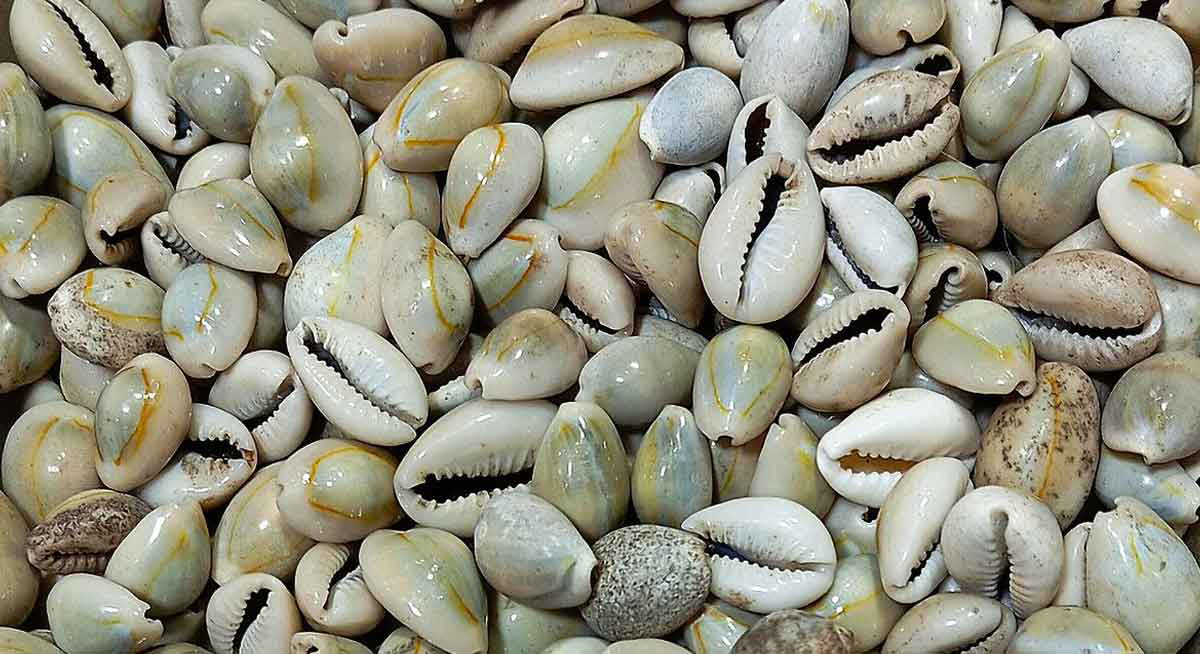 bundle of cowrie shells
