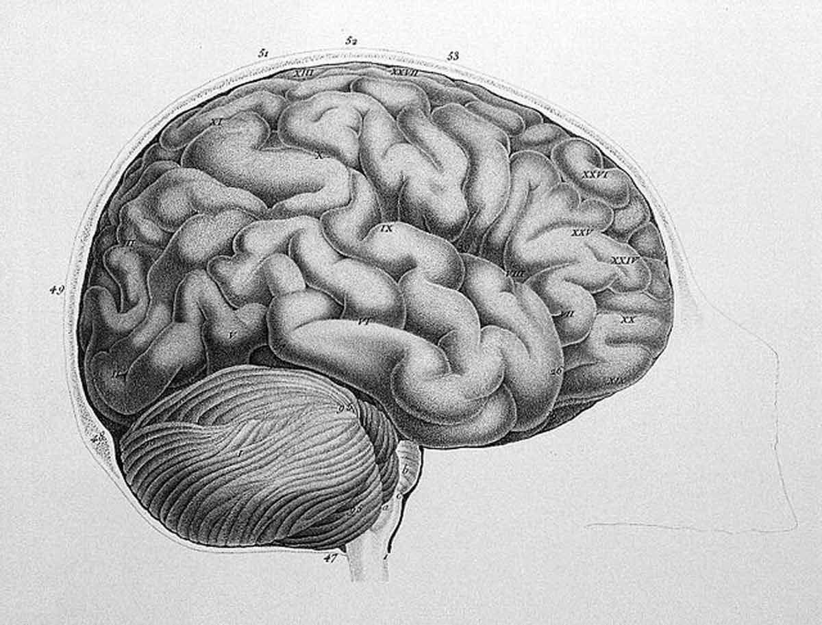 diagram of brain